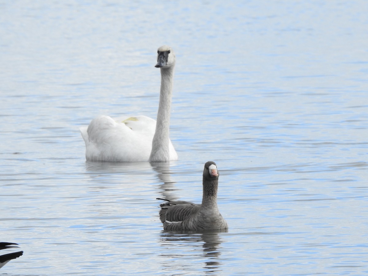 Greater White-fronted Goose - ML645070678
