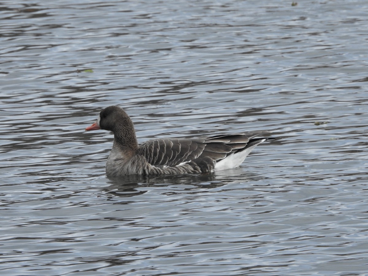 Greater White-fronted Goose - ML645070680