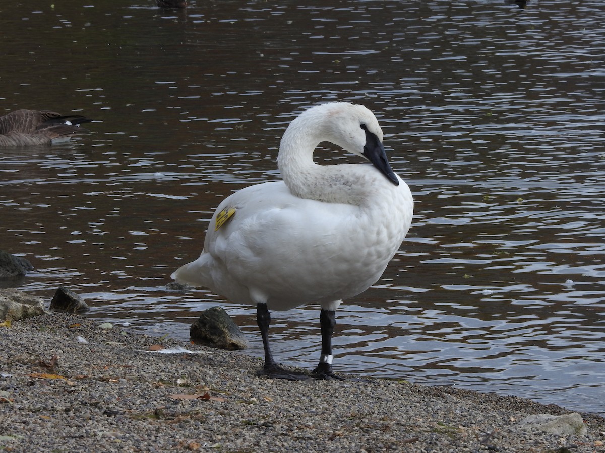 Trumpeter Swan - ML645070694