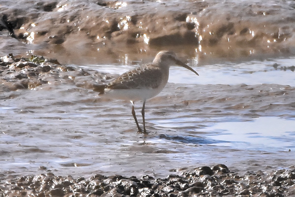 Curlew Sandpiper - ML645070711