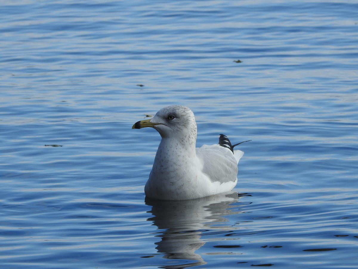 Ring-billed Gull - ML645070728