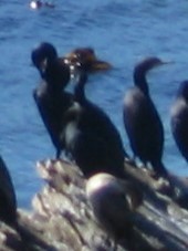 Crowned Cormorant - ML645070733