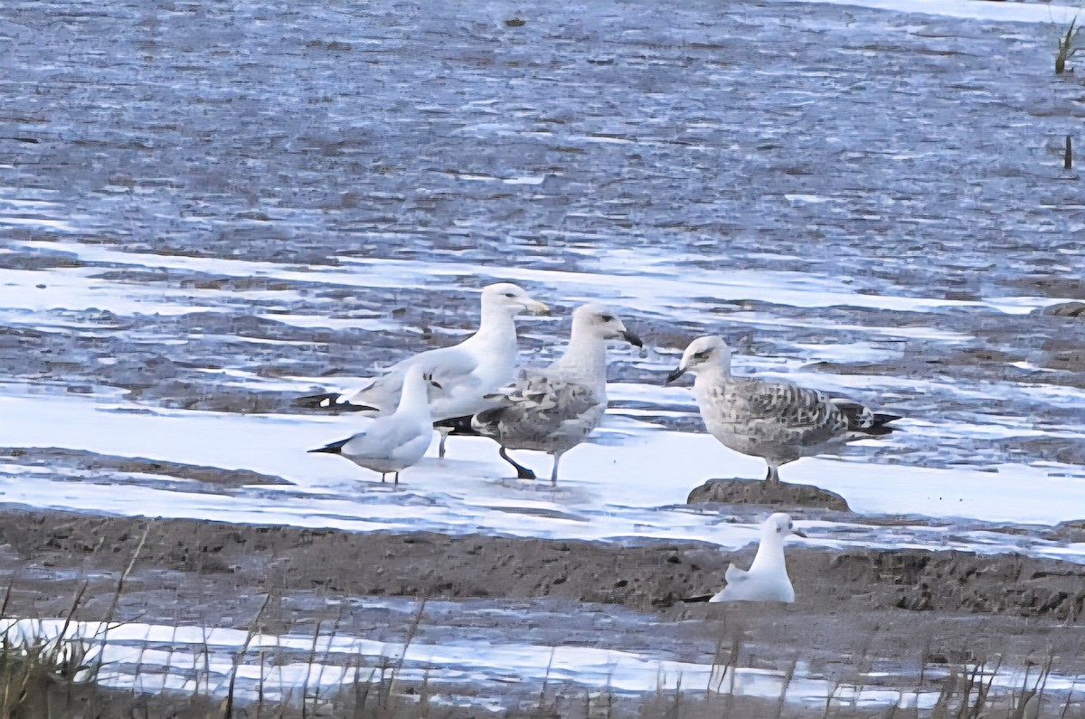 Caspian Gull - ML645070742