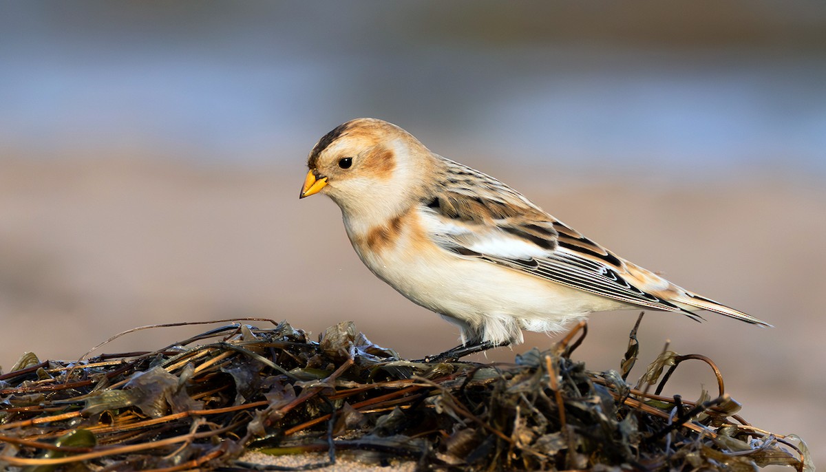 Цасч хөмрөг - ML645070759