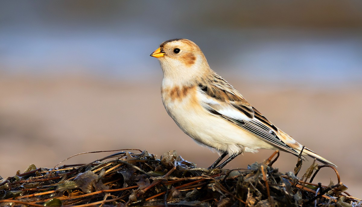 Цасч хөмрөг - ML645070762