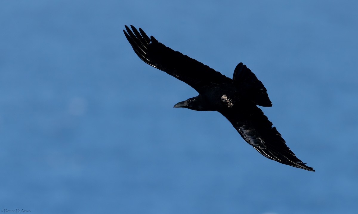Common Raven - ML645070763