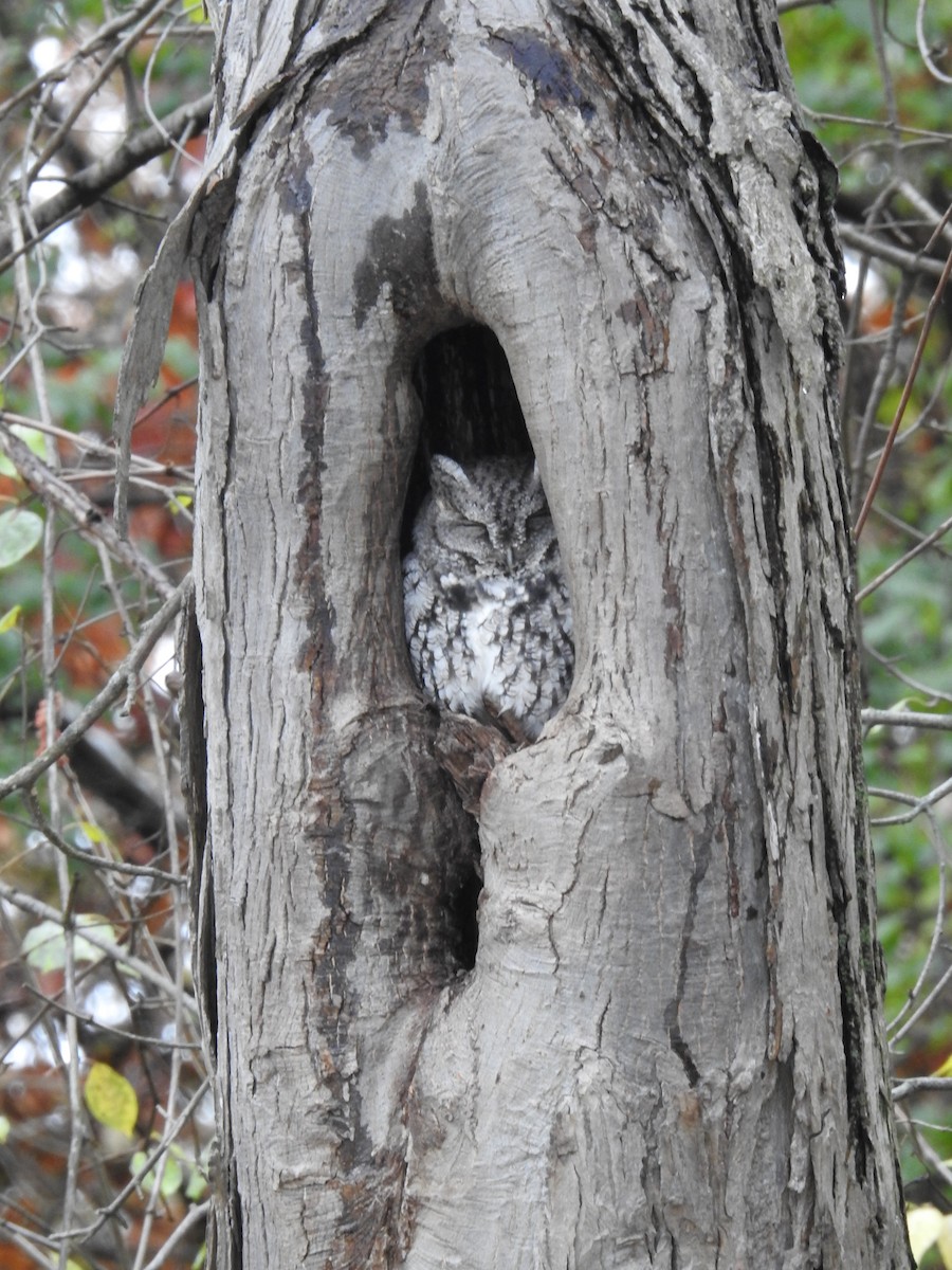 Eastern Screech-Owl - ML645070774