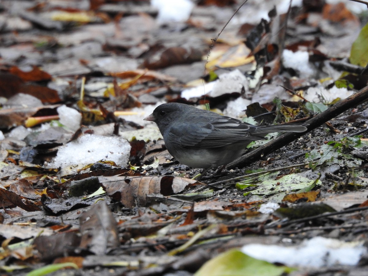 Dark-eyed Junco - ML645070792