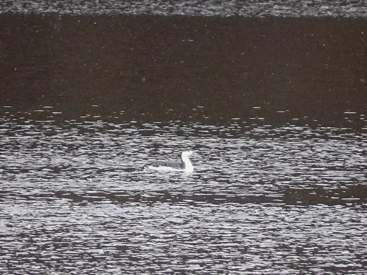 Red-throated Loon - ML645070811