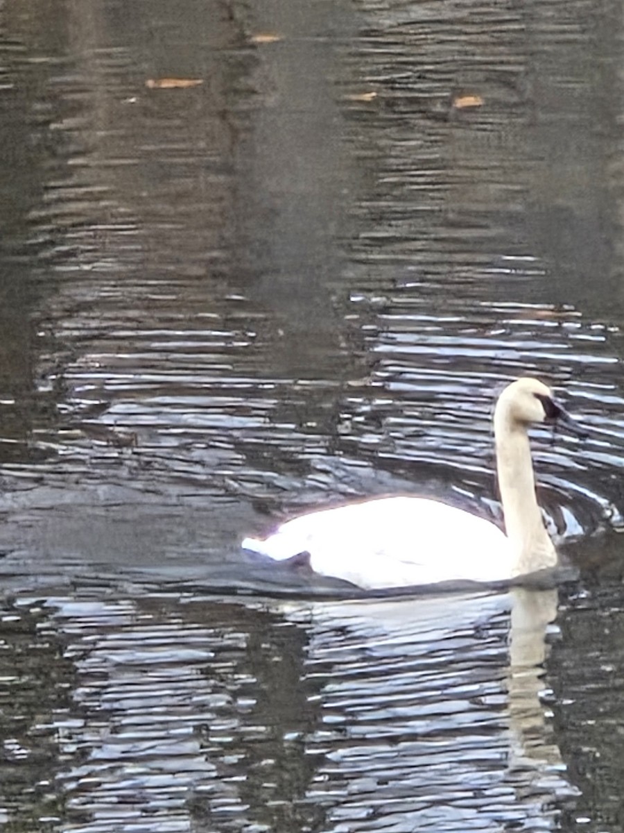 Trumpeter Swan - ML645070812