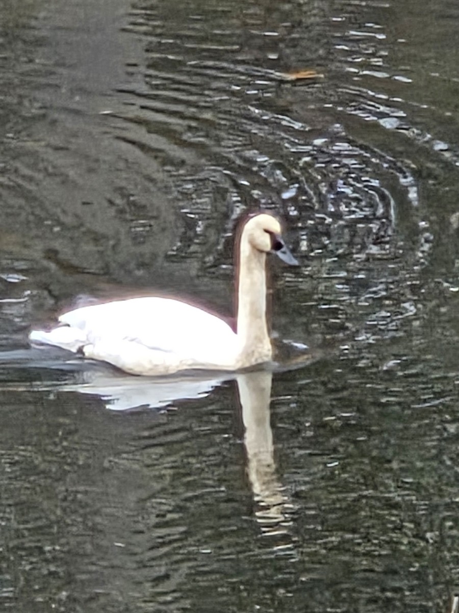 Trumpeter Swan - ML645070820