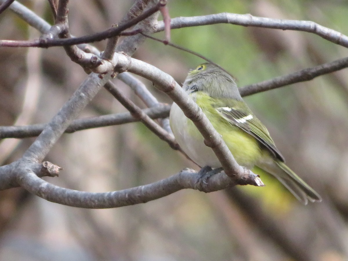White-eyed Vireo - ML645070837