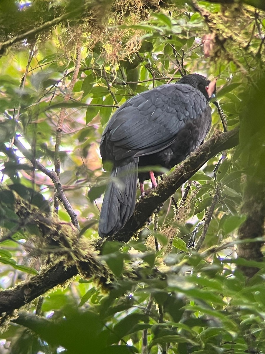 Black Guan - ML645070839