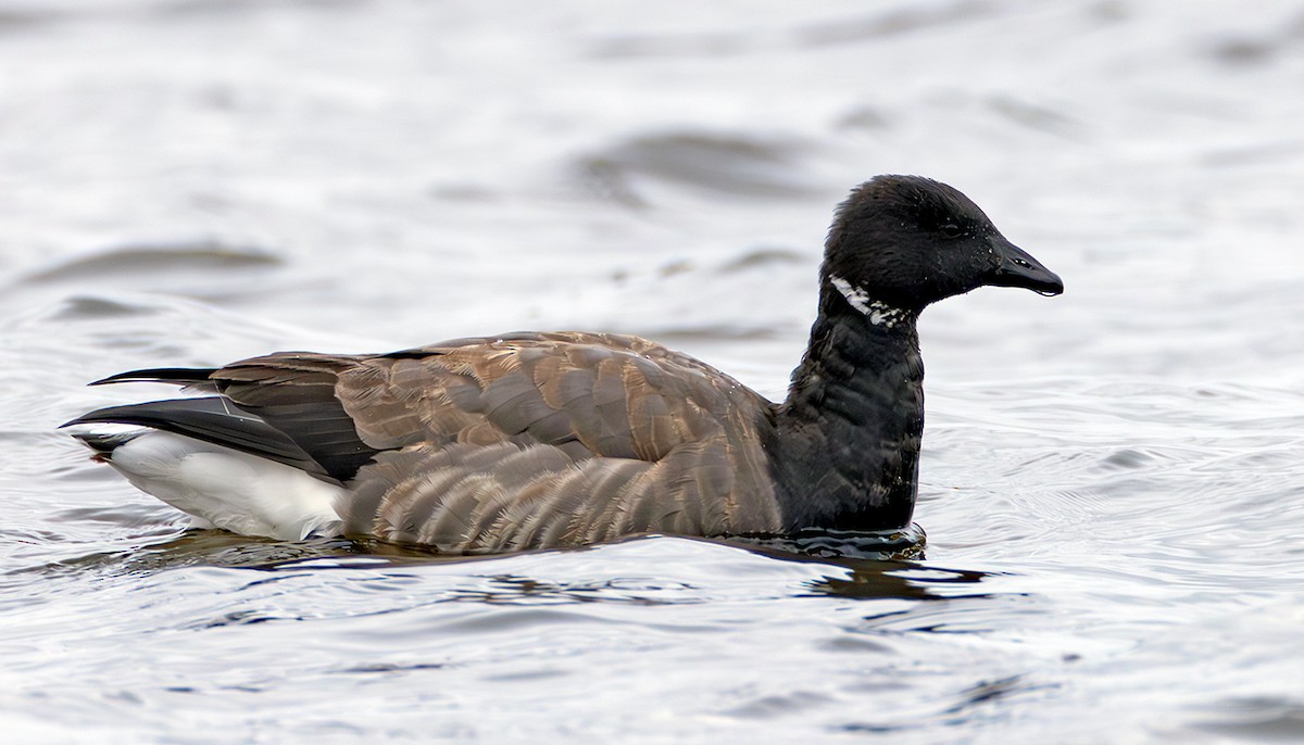 Хар толгойт галуу - ML645070840