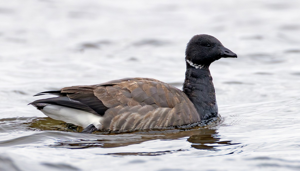 Хар толгойт галуу - ML645070841