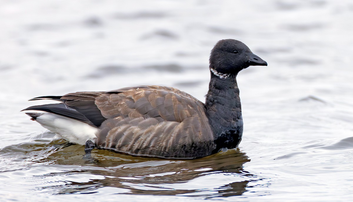 Хар толгойт галуу - ML645070842