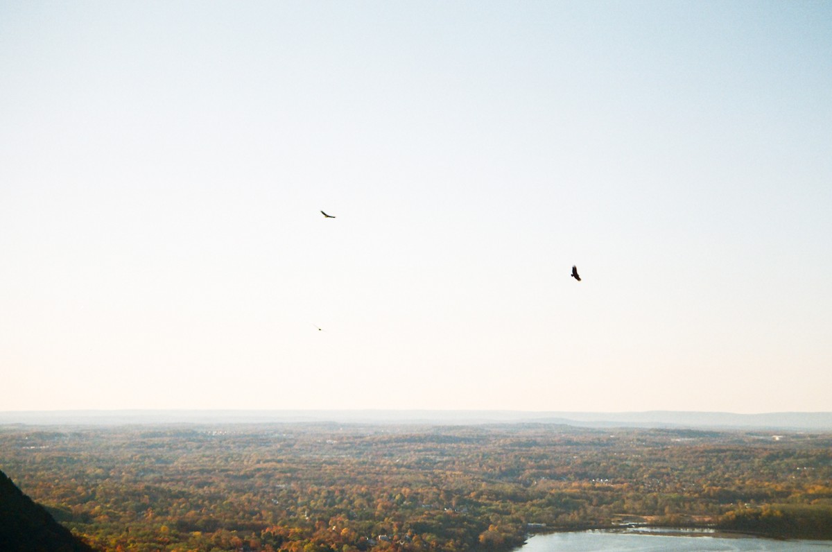 Black Vulture - ML645070870
