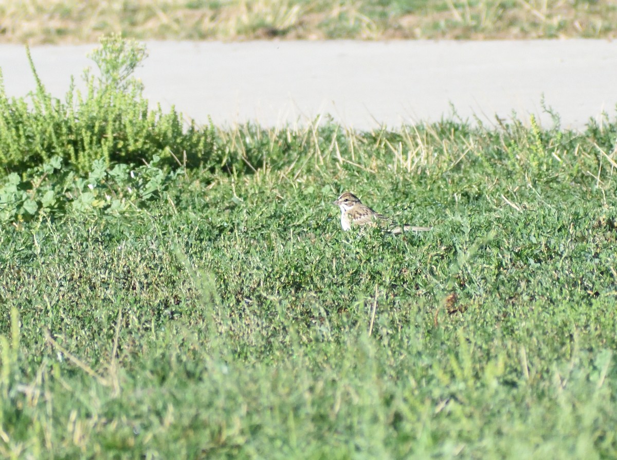 Lark Sparrow - ML645070872