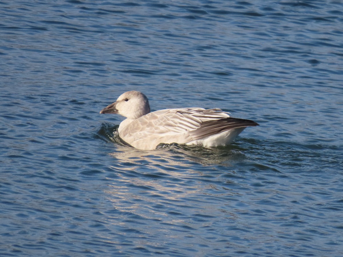 Snow Goose - ML645070882