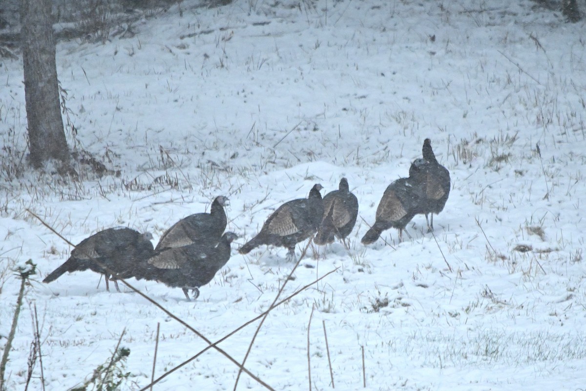 Wild Turkey - ML645070883