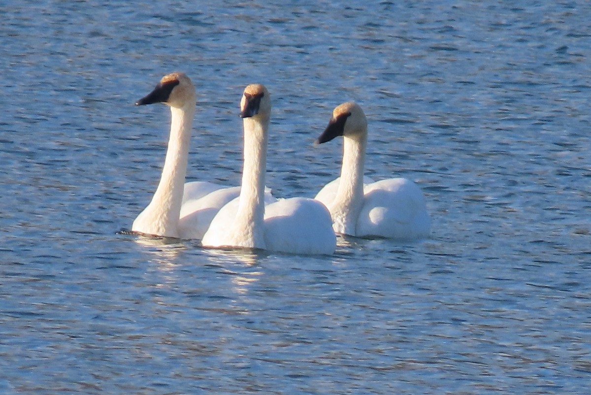 Trumpeter Swan - ML645070891
