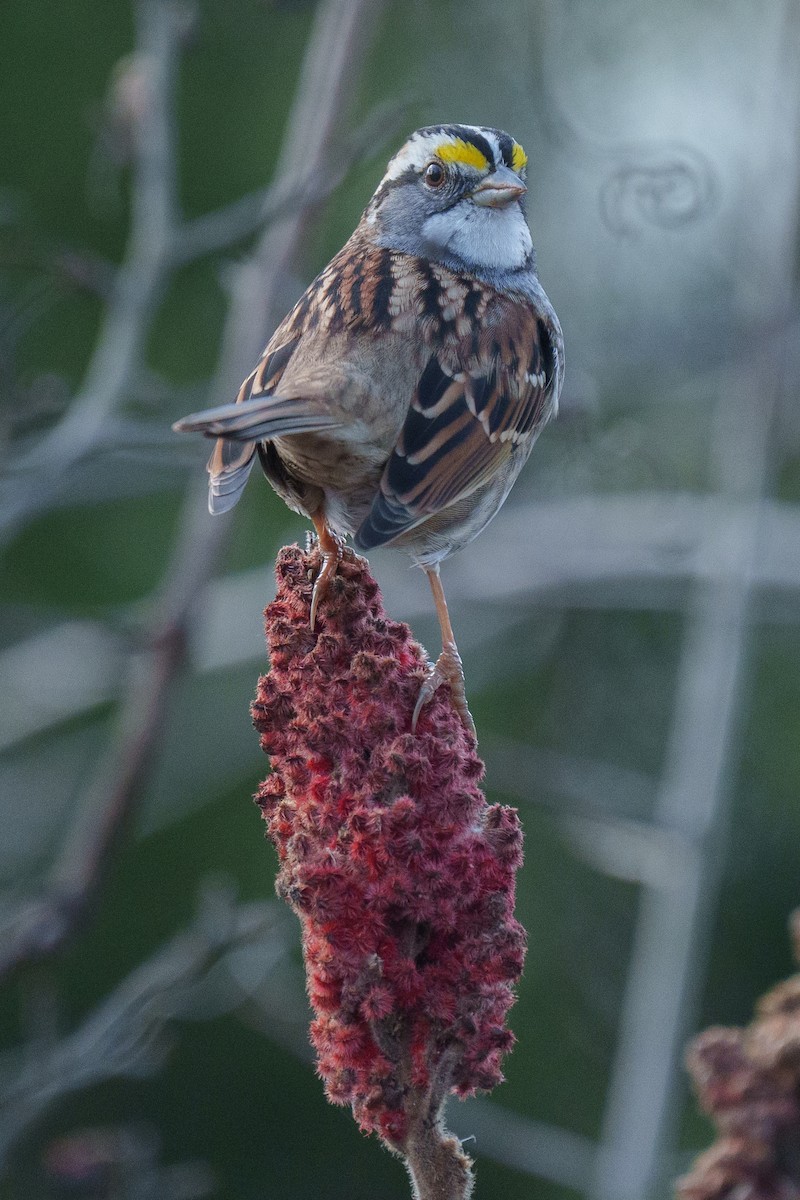 White-throated Sparrow - ML645070892