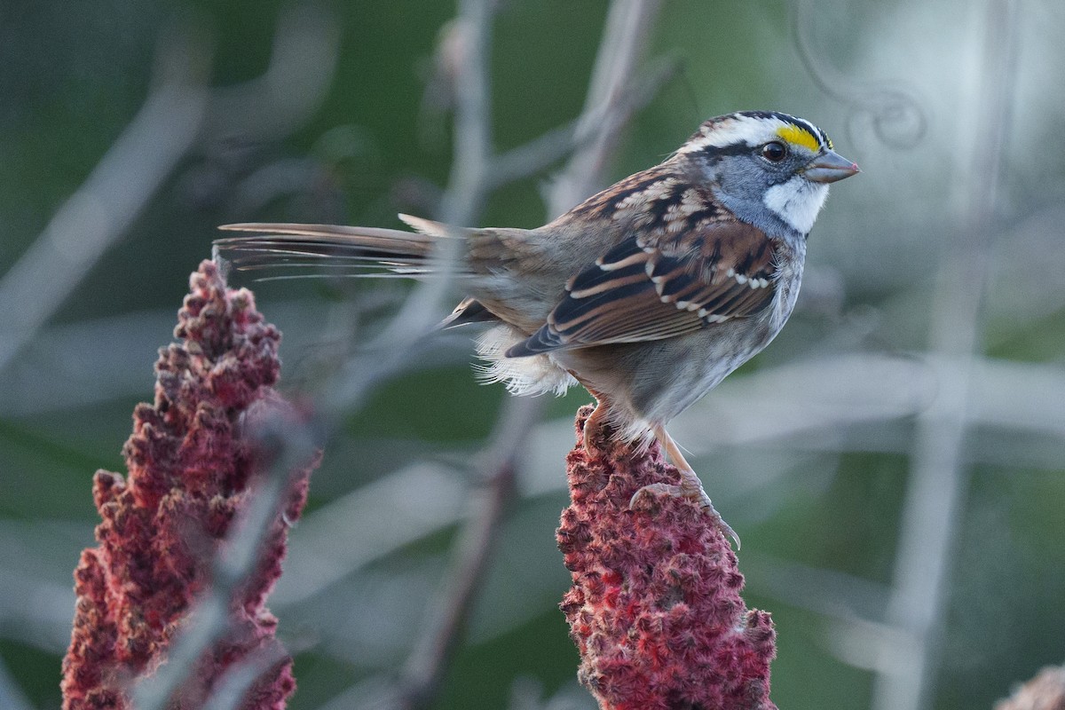 White-throated Sparrow - ML645070893
