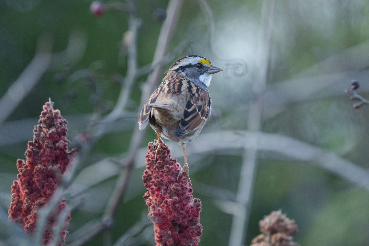 White-throated Sparrow - ML645070894
