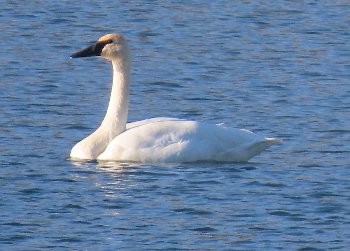 Trumpeter Swan - ML645070897