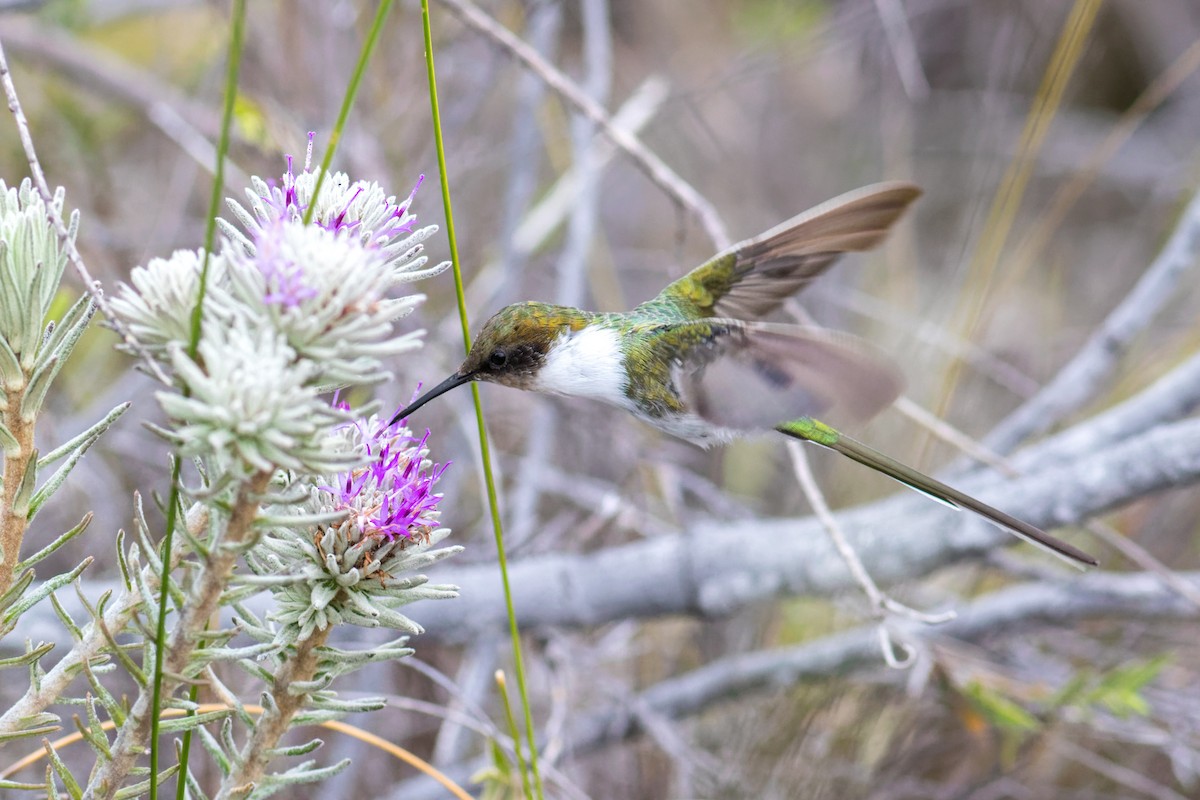 Horned Sungem - ML645070899