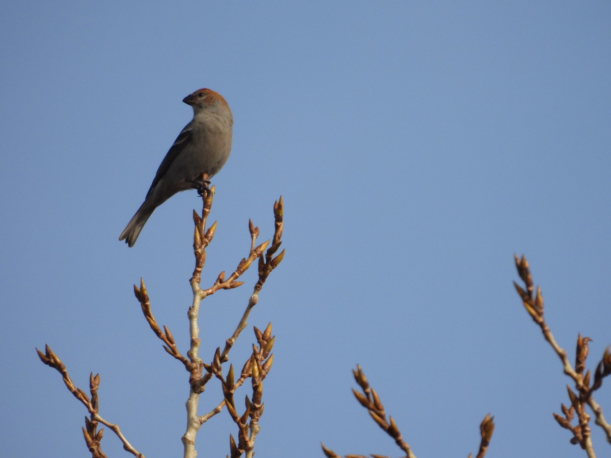 hýl křivčí - ML645070908