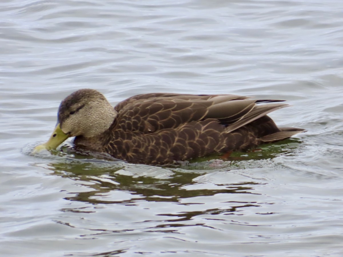 rødfotand - ML645070911