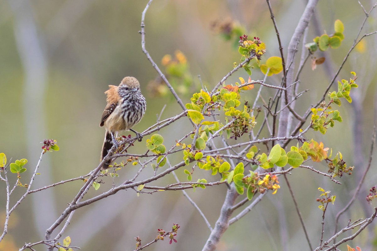 ムナグロアリサザイ - ML645070914