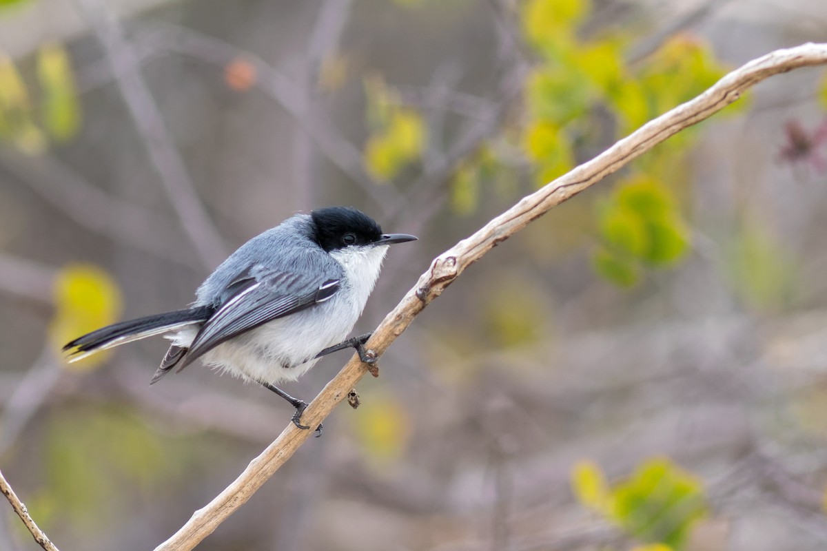 Tropical Gnatcatcher - ML645070945