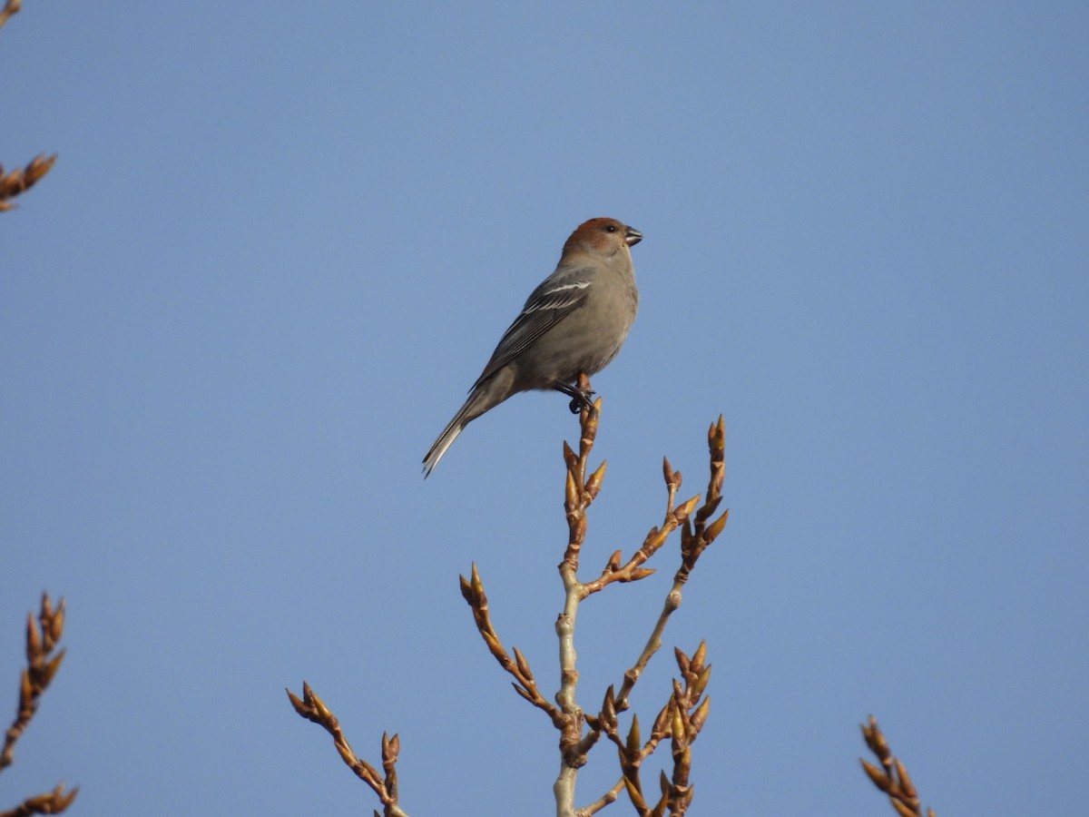 hýl křivčí - ML645070946