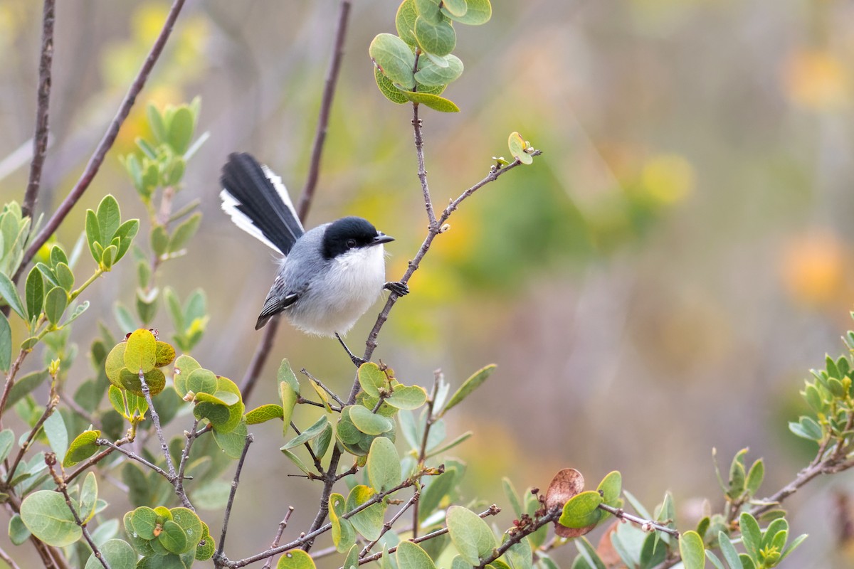 Tropical Gnatcatcher - ML645070948