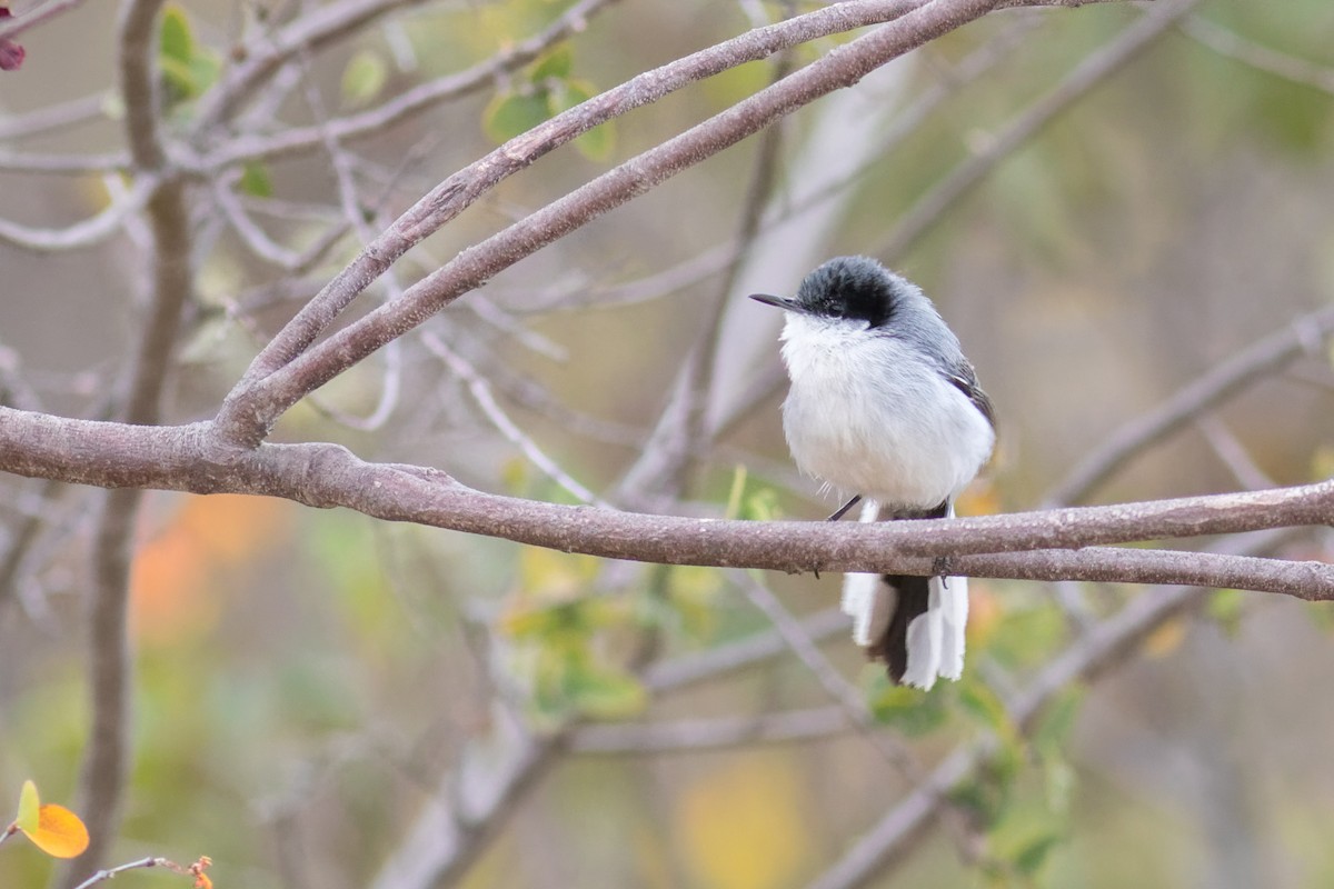 Tropical Gnatcatcher - ML645070954
