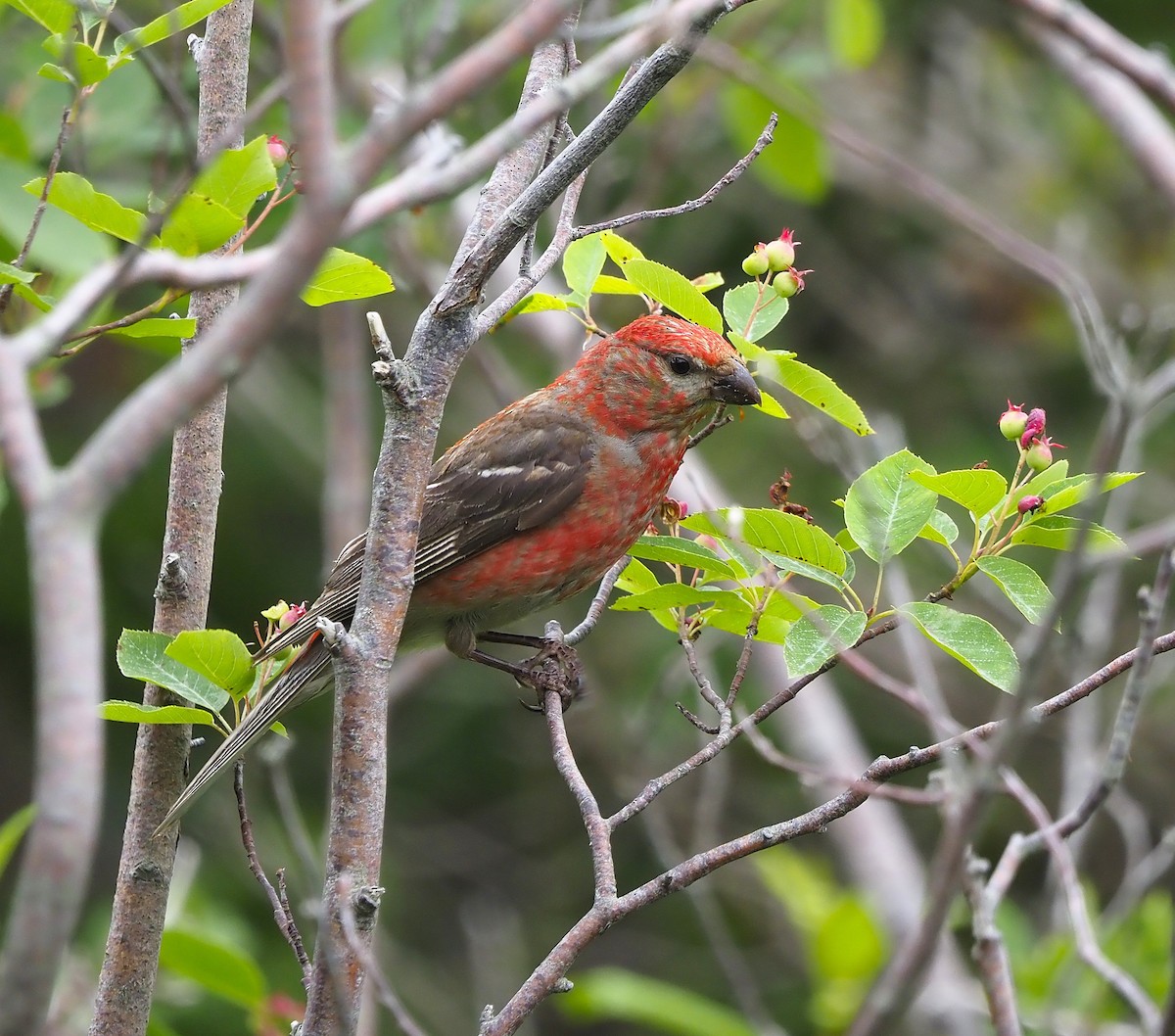 hýl křivčí - ML645070960