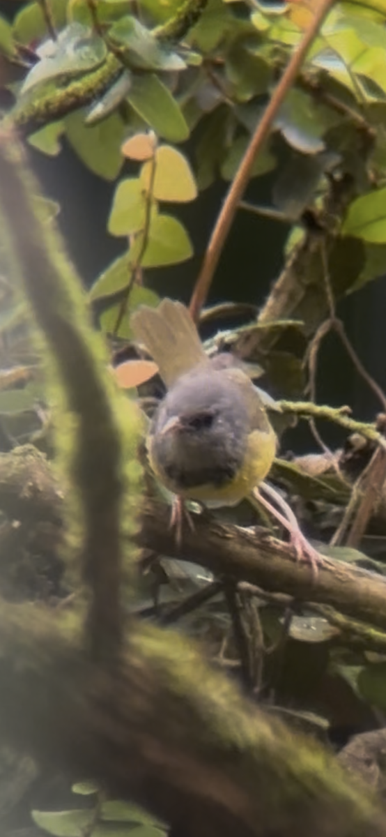 Mourning Warbler - ML645070980