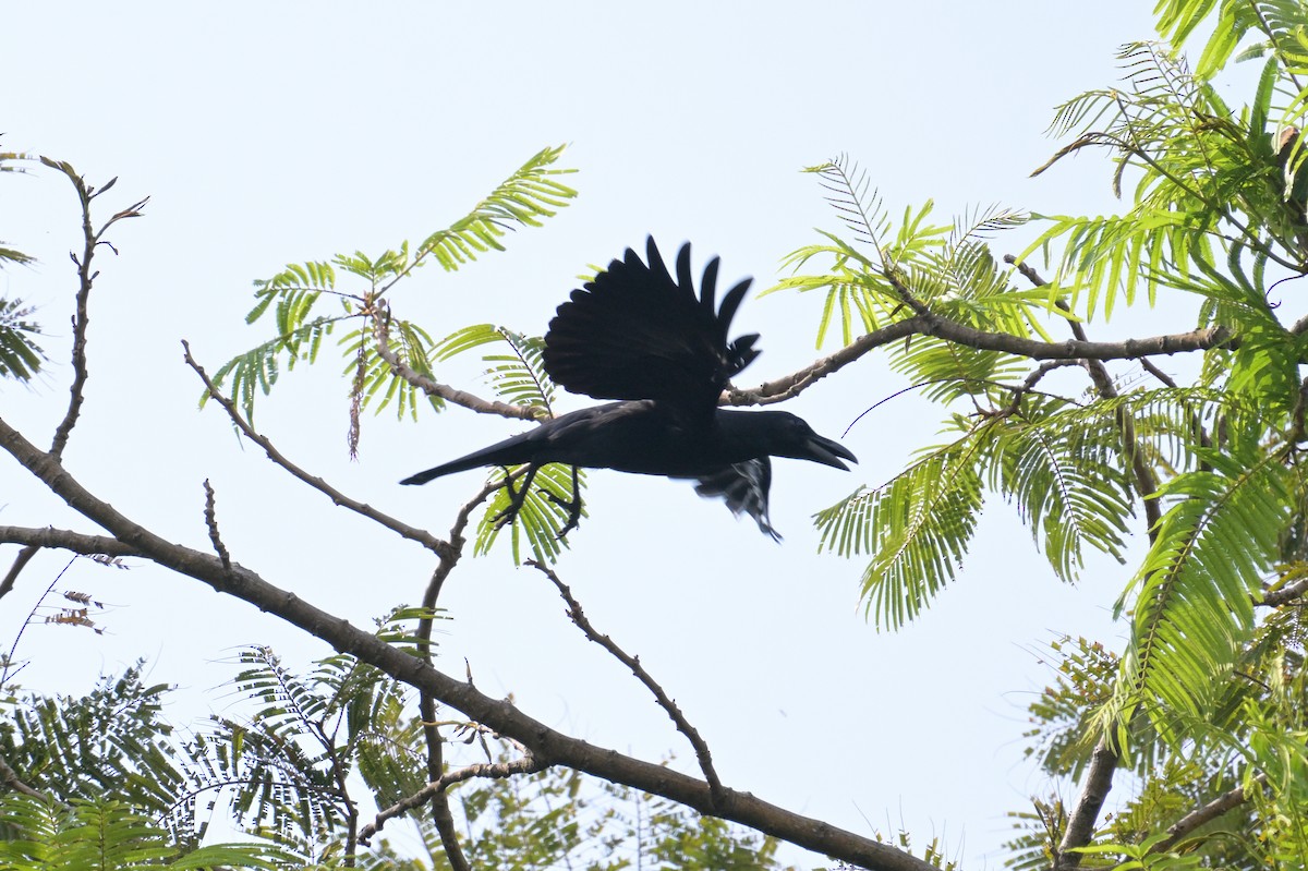 Large-billed Crow - ML645070981