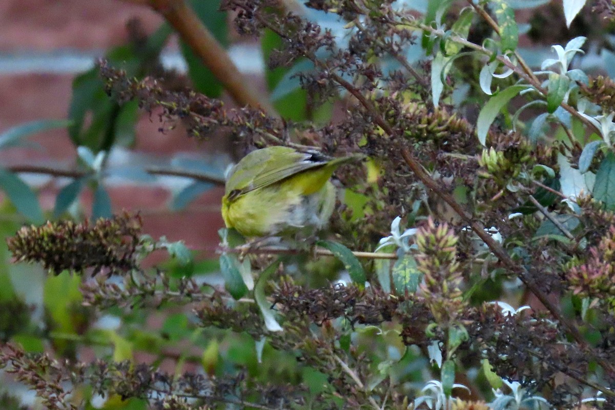 Nashville Warbler - ML645070994