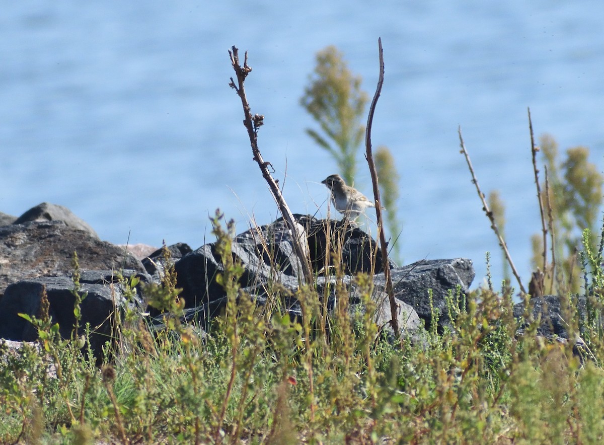 Lark Sparrow - ML645071009