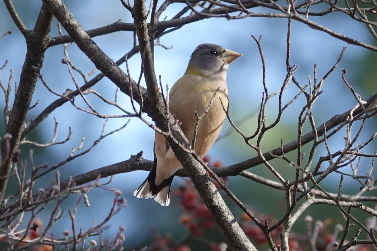 Evening Grosbeak - ML645071018
