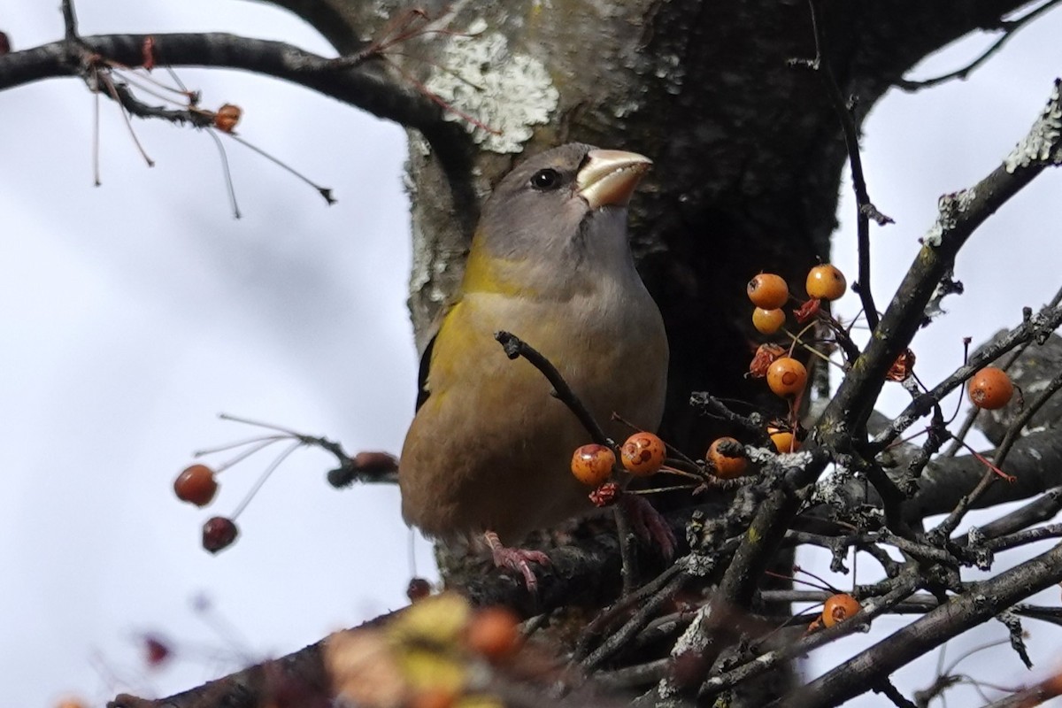 Evening Grosbeak - ML645071019