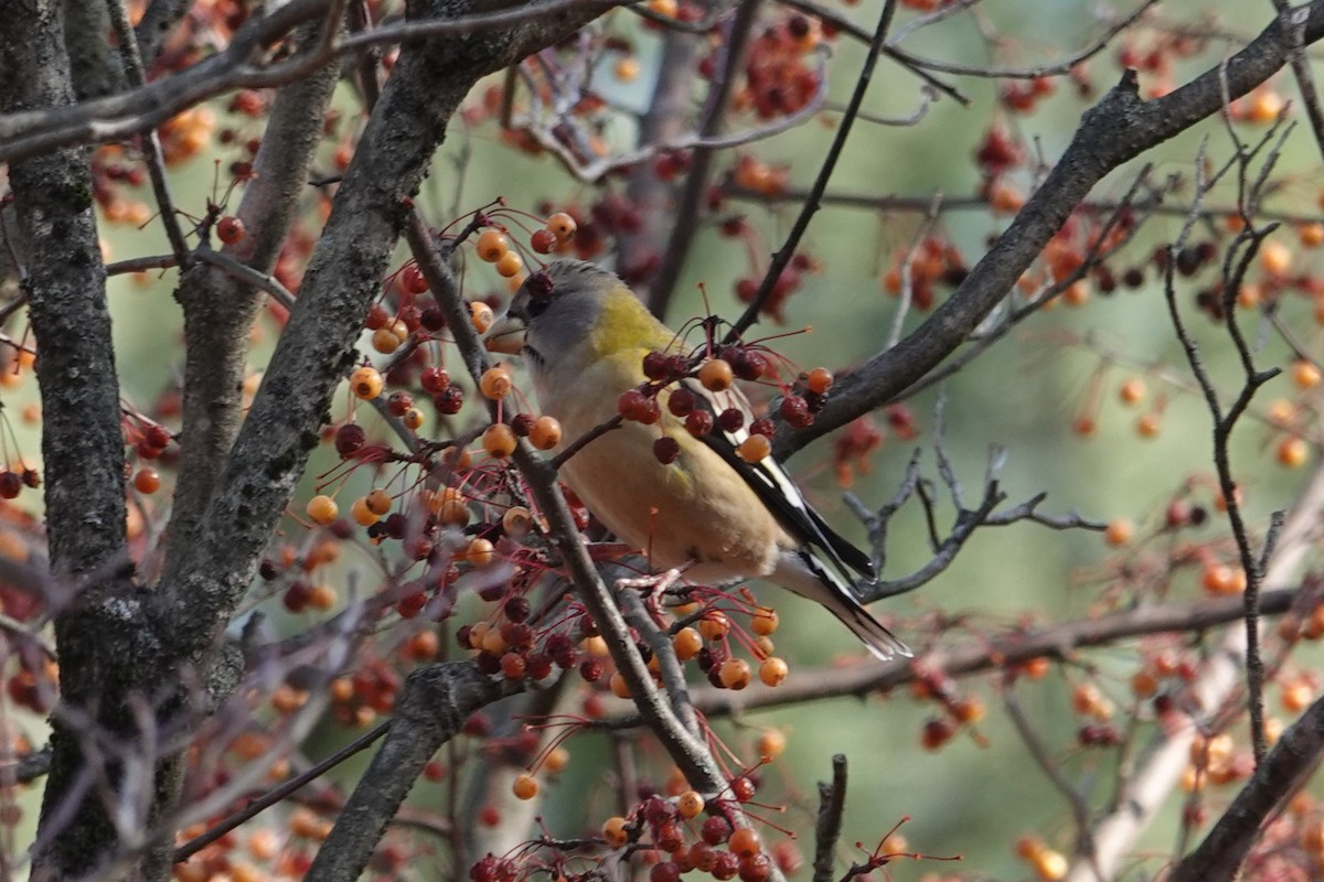 Evening Grosbeak - ML645071020