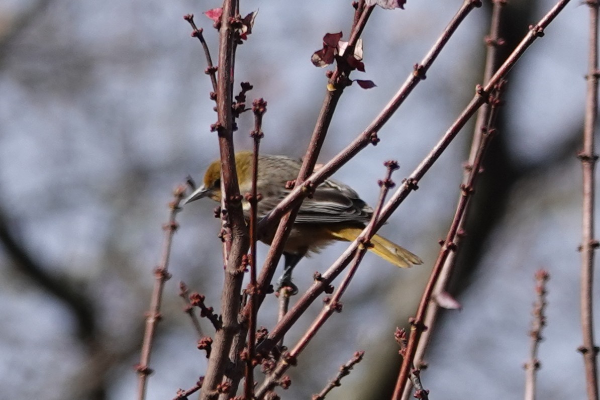 Baltimore Oriole - ML645071028