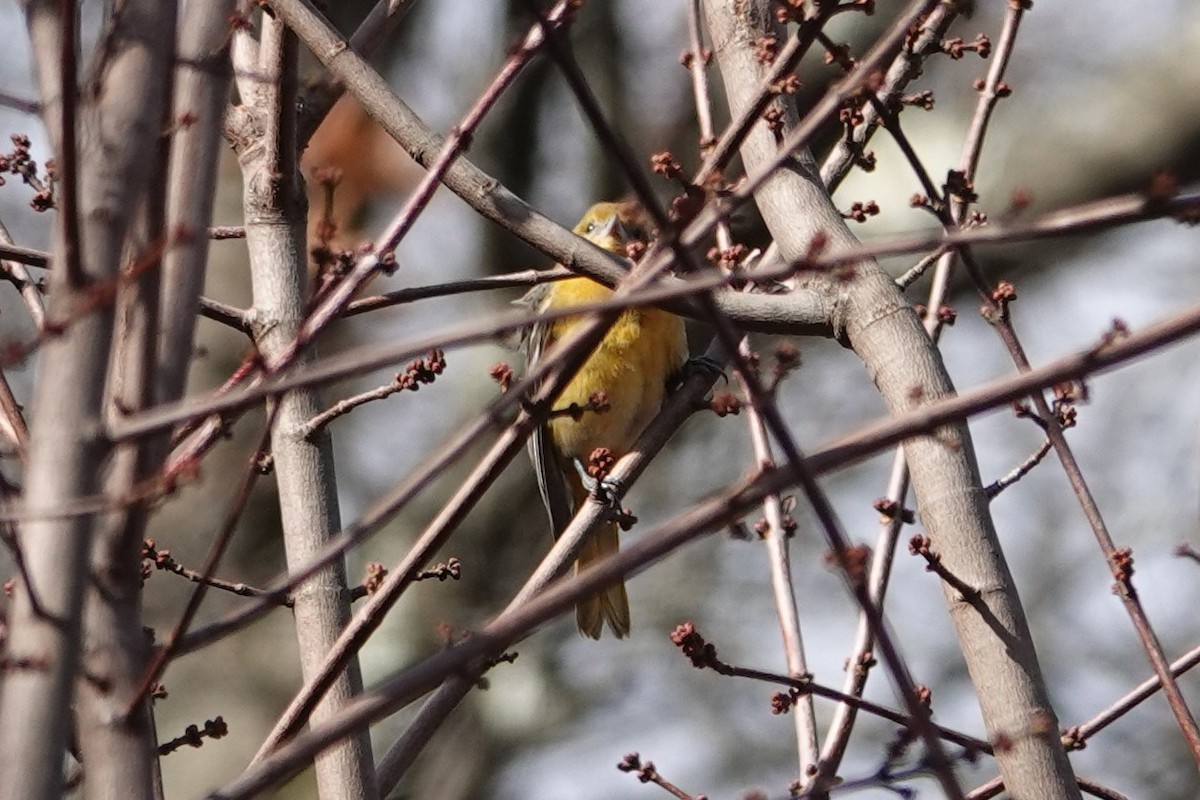 Baltimore Oriole - ML645071029
