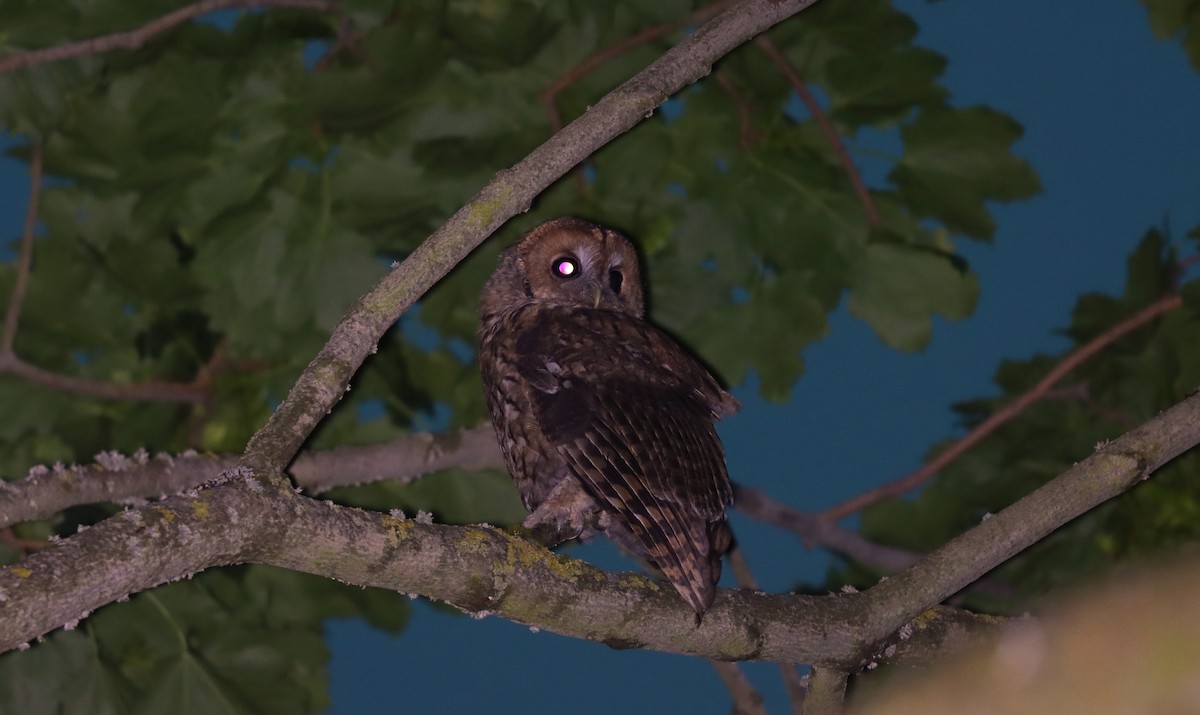 Chouette hulotte - ML645071043