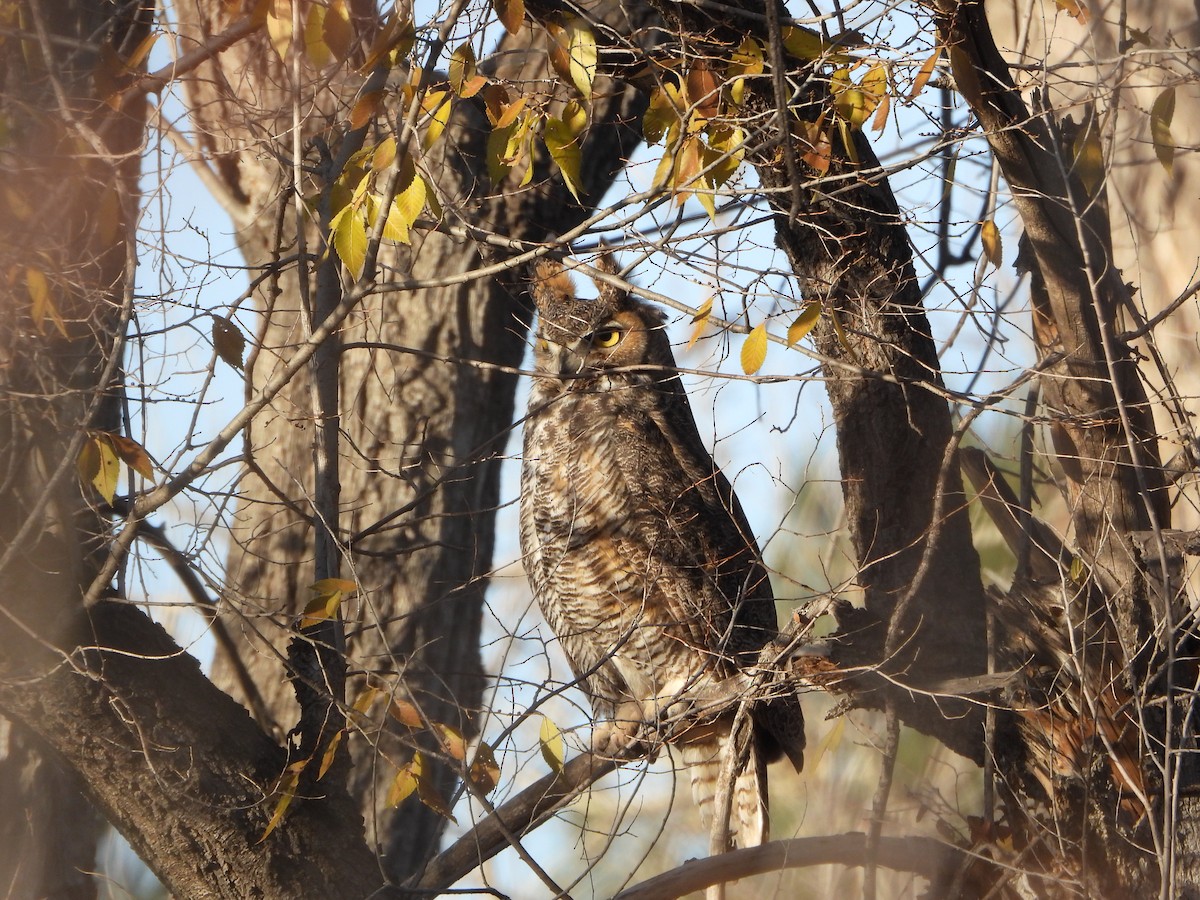 Great Horned Owl - ML645071049