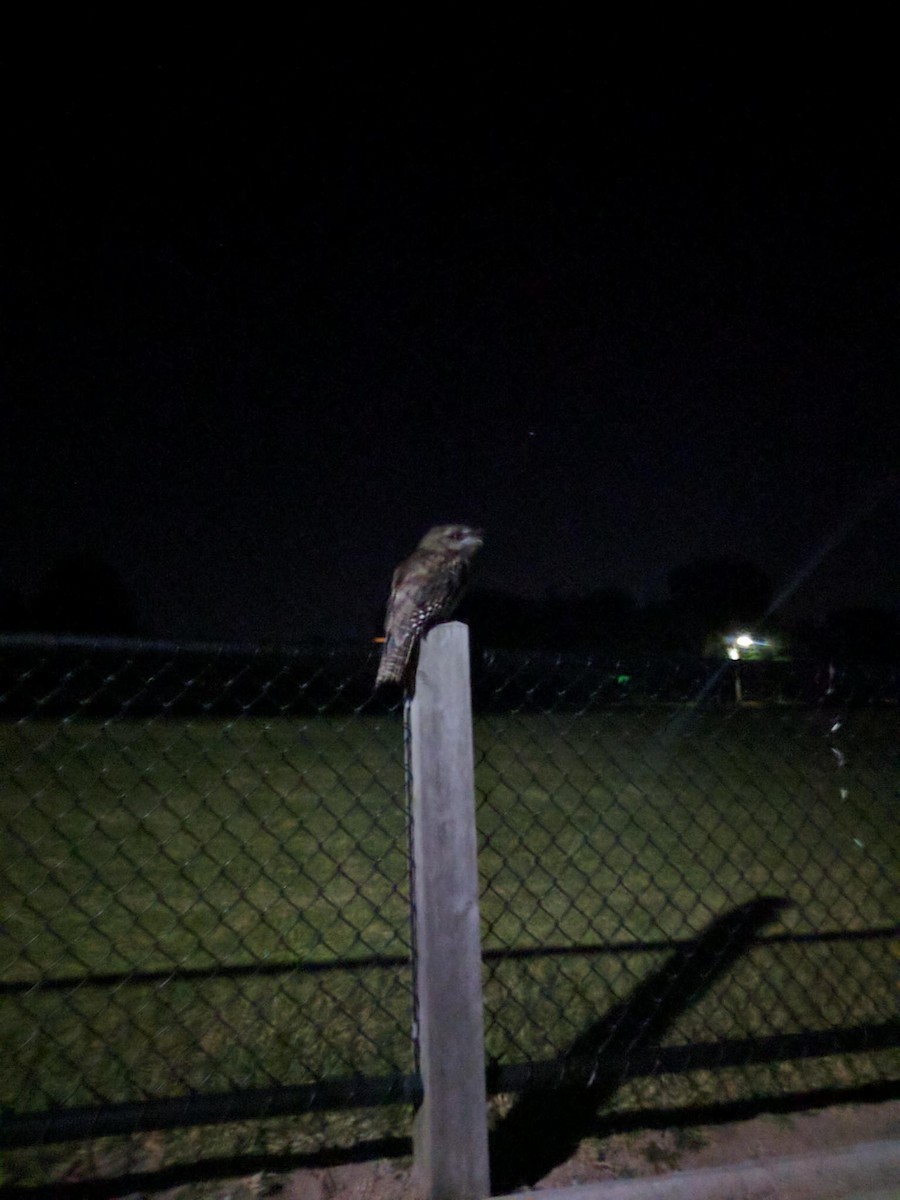 Tawny Frogmouth - ML645071053
